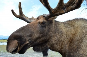 One very handsome, photogenic Moose.