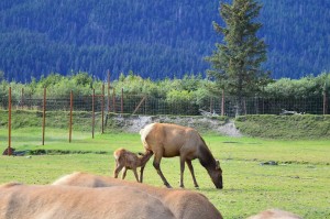 And for my other Lactation Consultant friends, this nursing elk and it's mother.