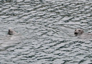 HarbourSeals