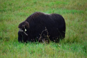 MuskOx